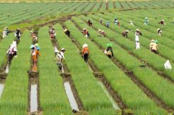 Paguyuban Tani Sunda: Kebijakan Jokowi Makmurkan Petani di Jabar