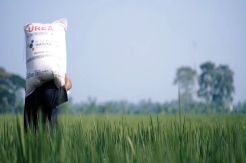 Ditjen PSP Kementan Minta Petani Gunakan Pupuk Berimbang