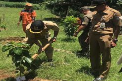 Program Sejuta Pohon di Jaksel, Alpukat Cipedak Mulai Ditanam Massal