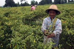 Petani Jangan Mudah Putus Asa Dalam Budidaya Cabai