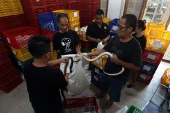Puluhan Ribu Ular Indonesia Serbu Tiongkok