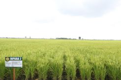 Optimalisasi Lahan Rawa Siap Wujudkan Indonesia Jadi Lambung Pangan