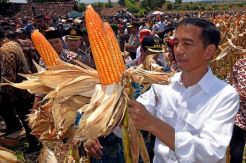 Soal Impor Jagung, Pengamat Sebut Harus Berdasar Data Kementerian