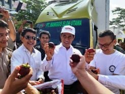 Mentan Amran Lepas Ekspor 933 Ton Manggis di Sukabumi