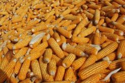Panen Raya Jagung, Kementan Minta Semua Pihak Bantu Jaga Harga