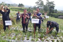 Panen Perdana di Wonosobo, Penanaman Bawang Putih Makin Meluas