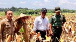 Korporasi Petani Didorong Gandeng Produsen Pakan Ternak