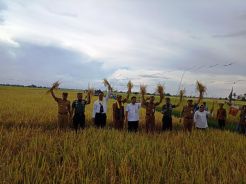 Program Serasi Sukses Genjot Produktivitas Panen 500%