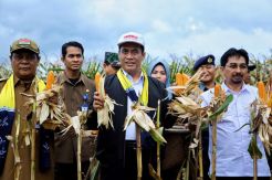 Amran Panen Jagung Seluas 1.200 Ha di Tanah Laut