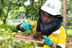 Amman Mineral Kembangkan Budidaya Madu Trigona di Areal Reklamasi