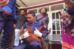 Petugas Damkar Kobar Evakuasi Lutung Merah yang Nyasar ke Rumah Warga