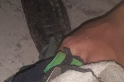 Dibuat Mainan Bocah, Anak Buaya Sapit Dievakuasi Petugas Damkar Kobar