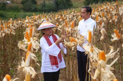 Panen Jagung Meningkat di Gorontalo, Jokowi Dorong Ekspor
