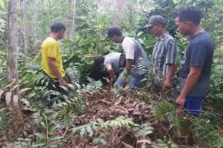 Ngeri! Tiga Ekor Harimau Berkeliaran di Perkebunan Warga