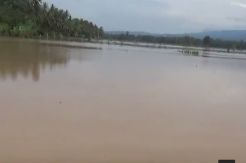 Banjir Rendam Ratusan Rumah dan Puluhan Hektare Sawah di Lampung