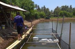 Dinas Kelautan Perikanan Pangandaran Bangun Kawasan Budidaya Kakap Putih
