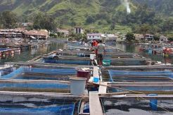 KJA Milik PT JAPFA di Danau Toba Dinilai Taat Aturan