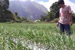Polda NTB Selisik Distribusi Bawang Putih Sembalun, Lombok