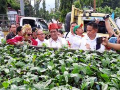 Ingin Kopi Toraja Makin Mendunia, Pemerintah Bantu Bibit Unggul
