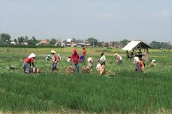 Kementan Serap Aspirasi, Produksi dan Pendapatan Petani Meningkat