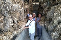 Kementan: Sudah Banyak Importir Lunasi Wajib Tanam