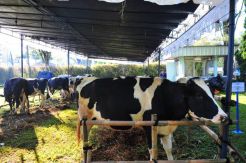 Berkat Kebijakan Tepat, Produksi Susu Sapi Nasional Meningkat 1,6 Juta Ton