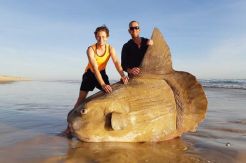 Ikan Mola mola Raksasa Terdampar di Pantai Australia Selatan