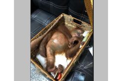 Dicekoki Obat Tidur, Bayi Orangutan Nyaris Diselundupkan ke Rusia