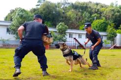 Anjing Polisi Kloning...