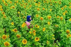 Yuk, Nikmati Pesona Kebun Bunga Matahari di Maluku