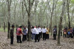 Strategi Kementan Tingkatkan Harga Karet
