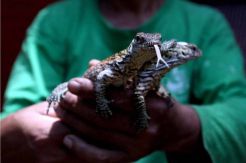 Polda Jatim Gagalkan Penyelundupan Komodo ke Luar Negeri