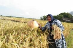 Banyak Masyarakat Rindu Program Kerakyatan Pak Harto