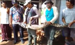 Buaya Sungai Blorong Dievakuasi Petugas BKSDA Kendal