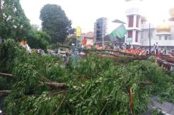 Dilanda Hujan Deras dan Angin Kencang, Pohon Besar Ini Tumbang