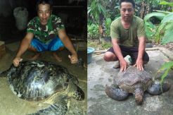 Penyu Salah Satu Makanan dalam Ritual Adat Suku Enggano