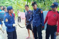 Lagi, Petugas Damkar Kobar Amankan Ular Cobra di Rumah Warga