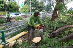 Pengunjung TMR Tewas Tertimpa Pohon, Begini Respons Dinas Pertamanan
