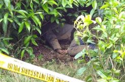 Geger, Mayat Ditemukan Tergeletak di Kebun Teh Kayuaro Kerinci