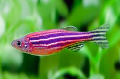 Ikan Zebra Jadi Harapan Manusia untuk Regenerasi Anggota Tubuh