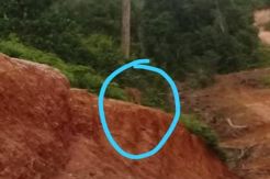 Harimau Sumatera Muncul di Mukomuko, Sempat Memangsa Seekor Anjing