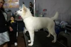 Pengembangan Anjing Kintamani Bali Jadi Anjing Ras Dunia Terus Dilakukan