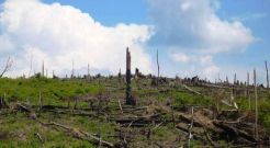 TNC Indonesia Libatkan Warga Desa Tekan Kerusakan Hutan di Kaltim