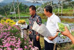 Sentra Tanaman Hias di Tawangmangu Terus Dikembangkan