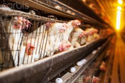 Asosiasi Perunggasan Diminta Pacu Produksi dan Kesejahteraan Peternak