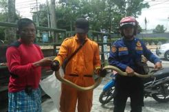 Ular King Kobra Diamankan dari Ruko Elektronik di Pangkalan Bun