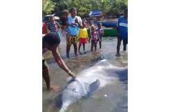 Terlilit Jaring, Lumba-lumba Terdampar di Raja Ampat