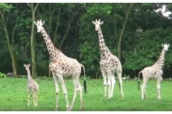 Taman Safari Prigen Pamerkan Bayi Jerapah bersama Induknya