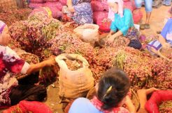 Pasokan Cukup, Harga Komoditas Hortikultura Terpantau Stabil