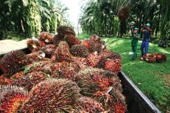 PTPN V Siap Serahkan 2.800 Hektare Lahan Sawit ke Warga Kampar